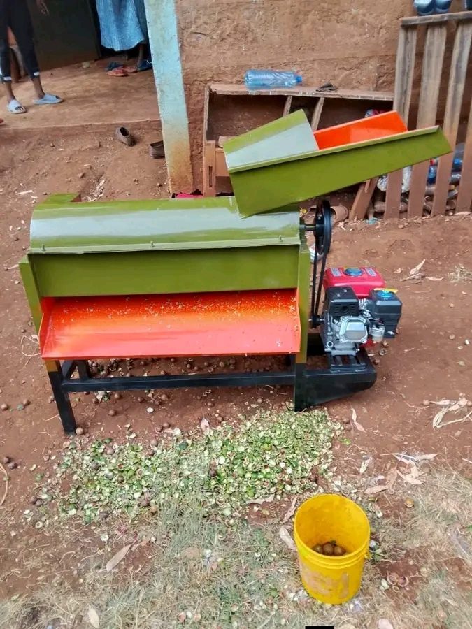 Macadamia peeling machine.